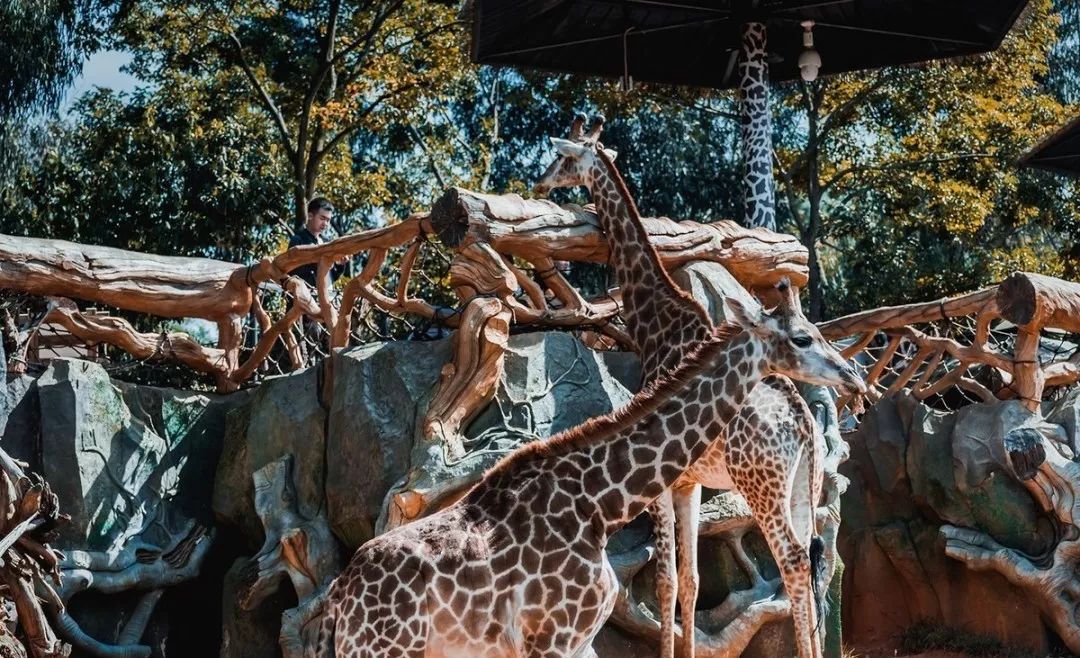 全面开挂！盘龙区大发展！未来不可估量！