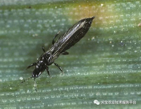蓟马对小黄瓜的危害图片,小蓟马对人体有什么危害