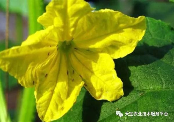 蓟马对小黄瓜的危害图片,小蓟马对人体有什么危害