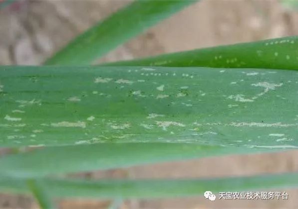 蓟马对小黄瓜的危害图片,小蓟马对人体有什么危害