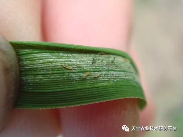 蓟马对小黄瓜的危害图片,小蓟马对人体有什么危害