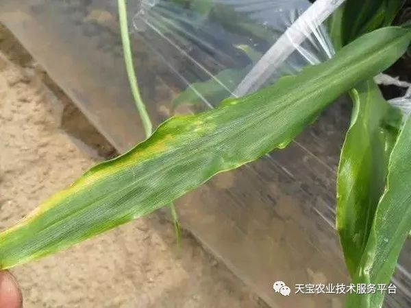 蓟马对小黄瓜的危害图片,小蓟马对人体有什么危害