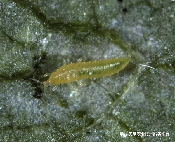 蓟马对小黄瓜的危害图片,小蓟马对人体有什么危害