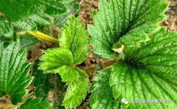 蓟马对小黄瓜的危害图片,小蓟马对人体有什么危害