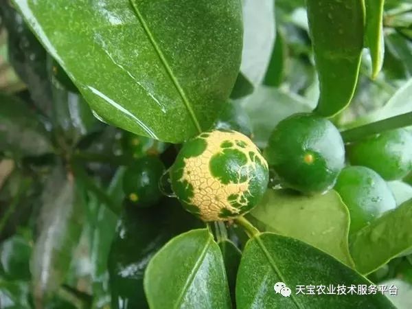 蓟马对小黄瓜的危害图片,小蓟马对人体有什么危害