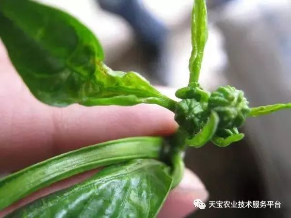 蓟马对小黄瓜的危害图片,小蓟马对人体有什么危害