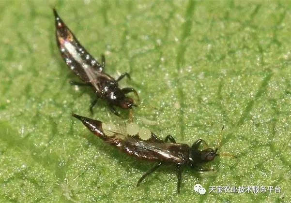 蓟马对小黄瓜的危害图片,小蓟马对人体有什么危害