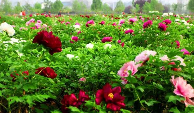 常州周边这117个景点通通免费!现在就出发!