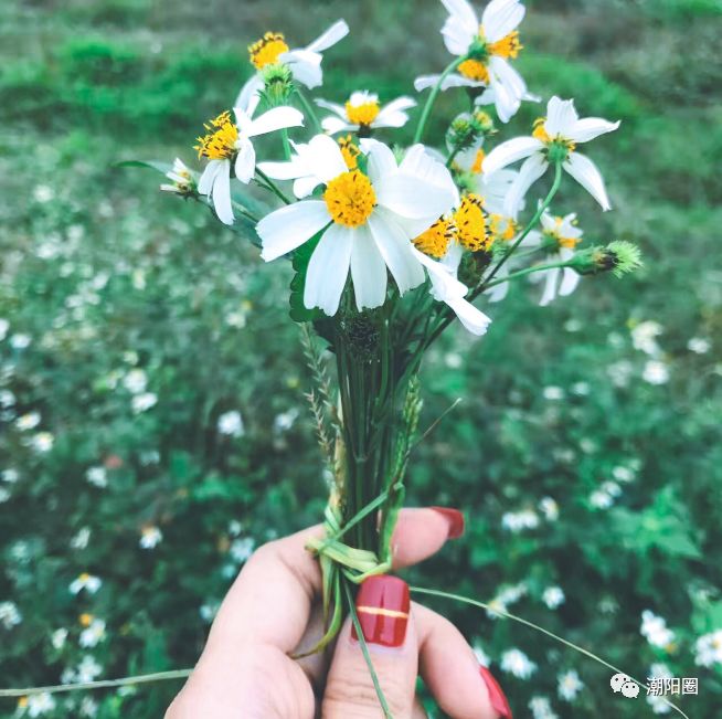 潮阳人上山扫墓讨厌碰到它,可没想到它还有这么多用处...