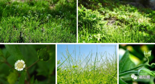 潮阳人上山扫墓讨厌碰到它,可没想到它还有这么多用处...