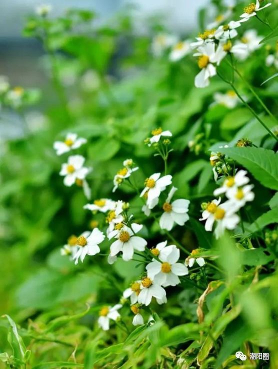 潮阳人上山扫墓讨厌碰到它,可没想到它还有这么多用处...