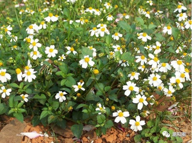 潮阳人上山扫墓讨厌碰到它,可没想到它还有这么多用处...