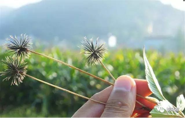 潮阳人上山扫墓讨厌碰到它,可没想到它还有这么多用处...