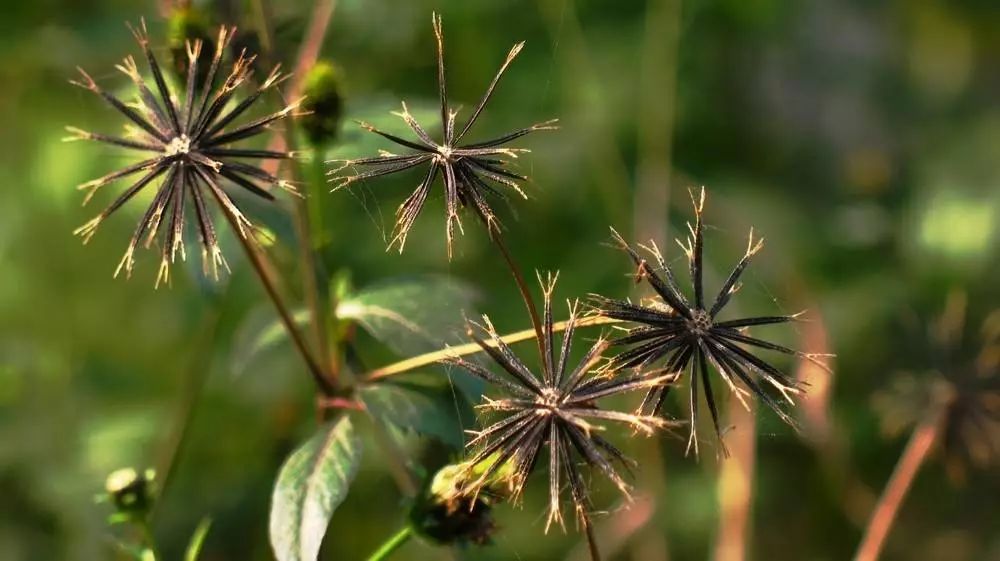 潮阳人上山扫墓讨厌碰到它,可没想到它还有这么多用处...