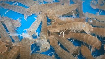 接下来福建人都在吃梭子蟹,接下来福建人开始吃什么菜