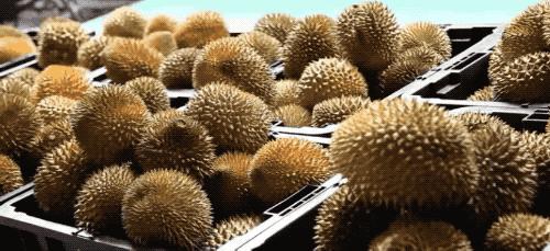 榴莲干特征,榴莲干为什么这么好吃