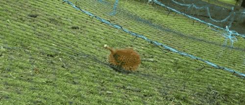 榴莲干特征,榴莲干为什么这么好吃