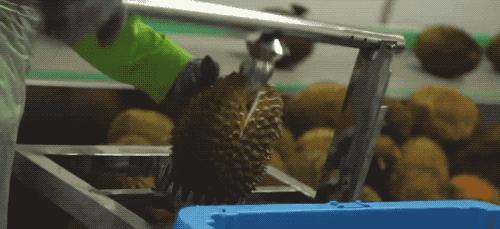 榴莲干特征,榴莲干为什么这么好吃