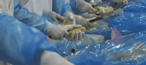 榴莲干特征,榴莲干为什么这么好吃