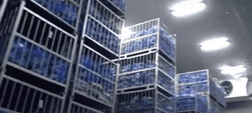 榴莲干特征,榴莲干为什么这么好吃