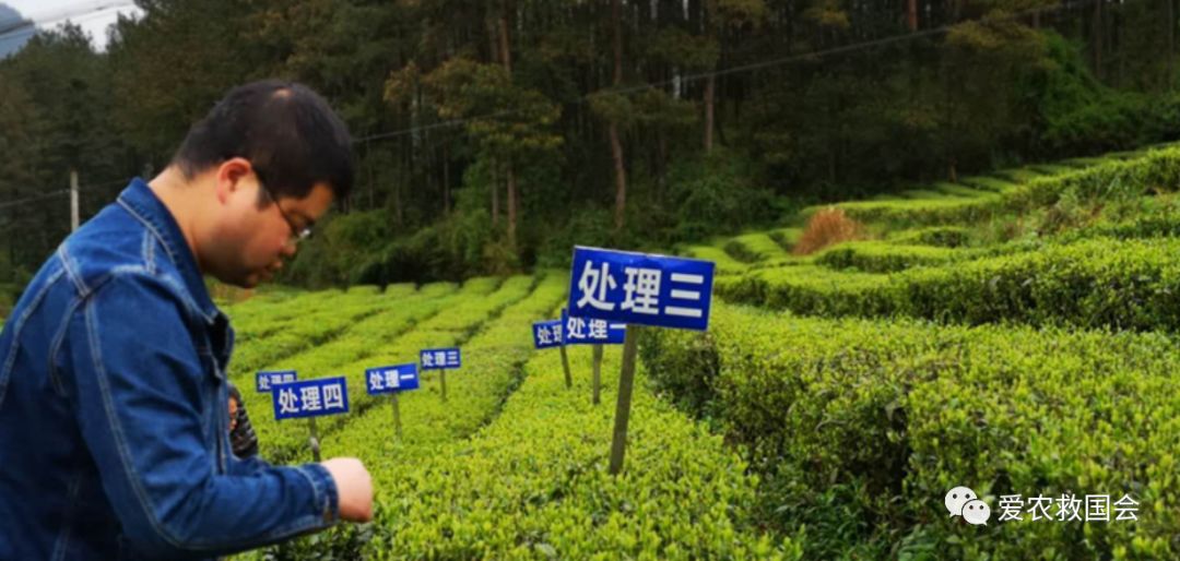 茶炭疽病,茶树炭疽病是真菌还是细菌病毒