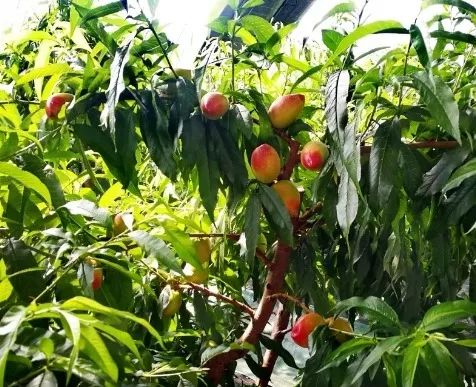 大连旅游攻略冬天普兰店,玩遍大连惊艳的季节