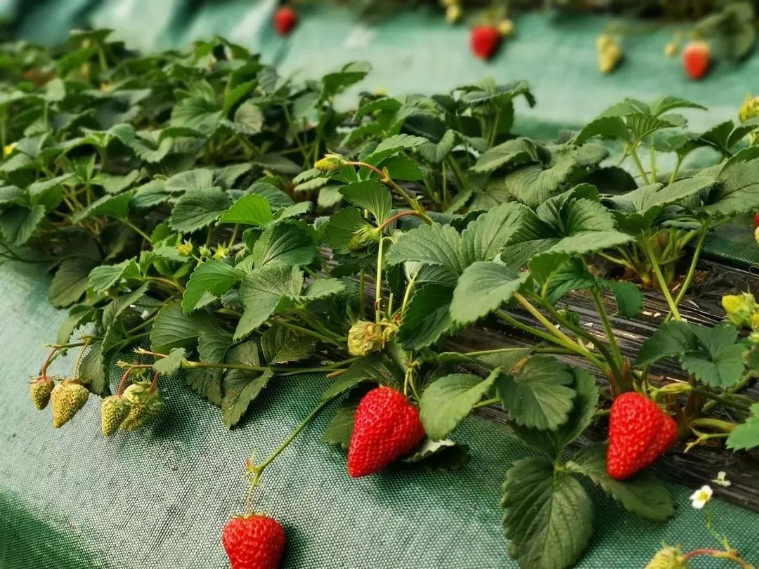 大连旅游攻略冬天普兰店,玩遍大连惊艳的季节