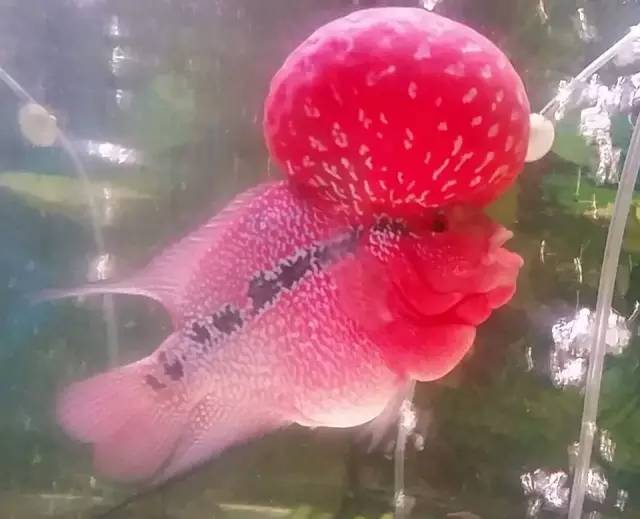 这款爆炸美罗，必须要给大家瞅瞅！