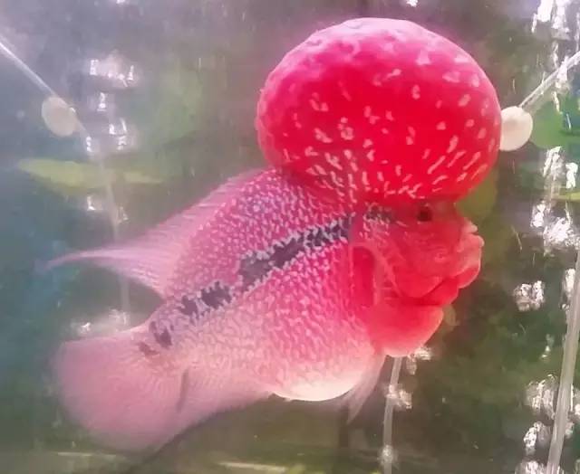 这款爆炸美罗，必须要给大家瞅瞅！