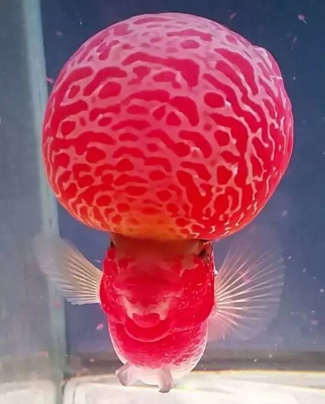 这款爆炸美罗,必须要给大家瞅瞅!