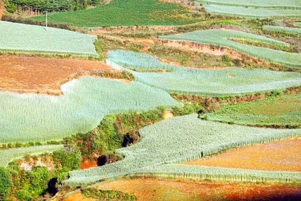 5月东川红土地旅游攻略,旅行记五彩斑斓的东川红土地