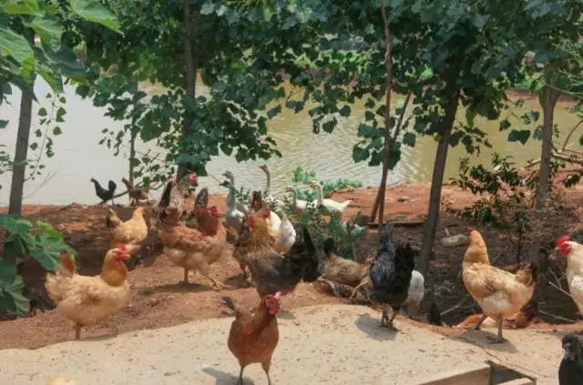 旺厨香焖炒鸡酱料,农家焖炒鸡