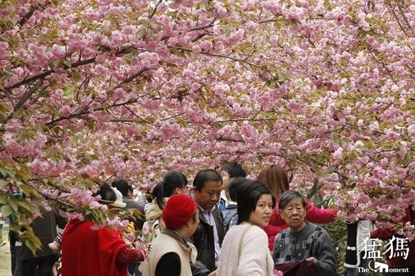 【提醒】赏花拍照回来，90后姑娘视力猛降到0.1…最近大批人被它坑进医院！