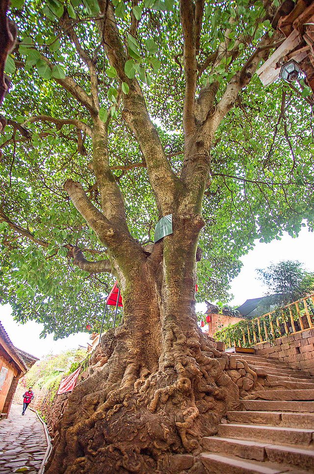旅行到古代:隐居在大理的诺邓千年山村,追寻慢时光与《舌尖上的中国》