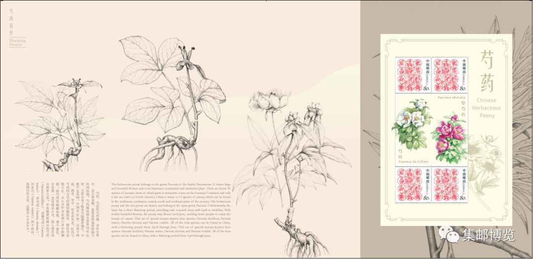 微店上新！芍药花开方寸，邮品美不胜收
