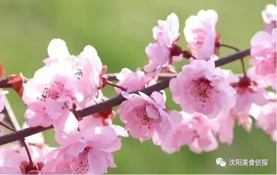 清明小长假出去耍这份攻略请收藏,清明长假旅游攻略北方