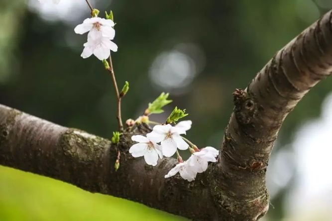 中山最佳打卡公园,景色打卡点中山公园