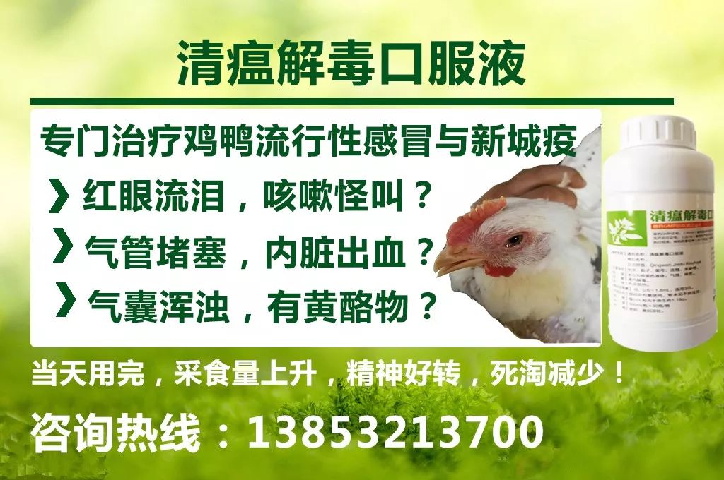 治疗鸡群气囊炎,应该配什么病毒药效果最好?