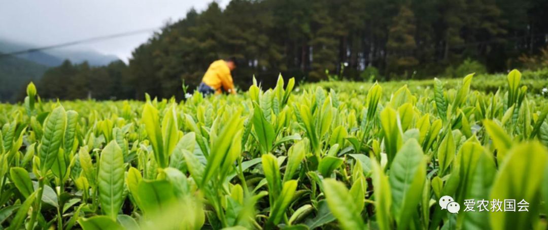 宀╄尪鍒惰尪鏁欏,鍒惰尪宸ヨ壓涓庤尪鏂囧寲