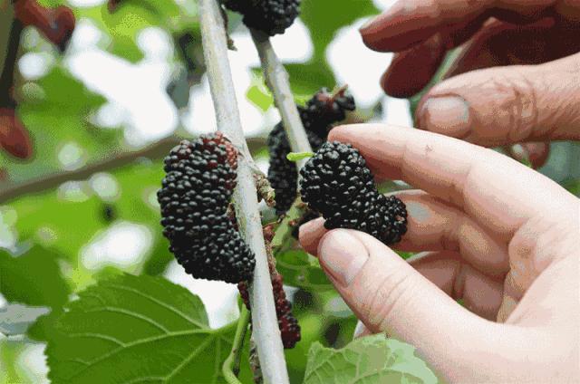 有剧毒但是又超级美味的水果,紧急提醒这种果子千万别吃