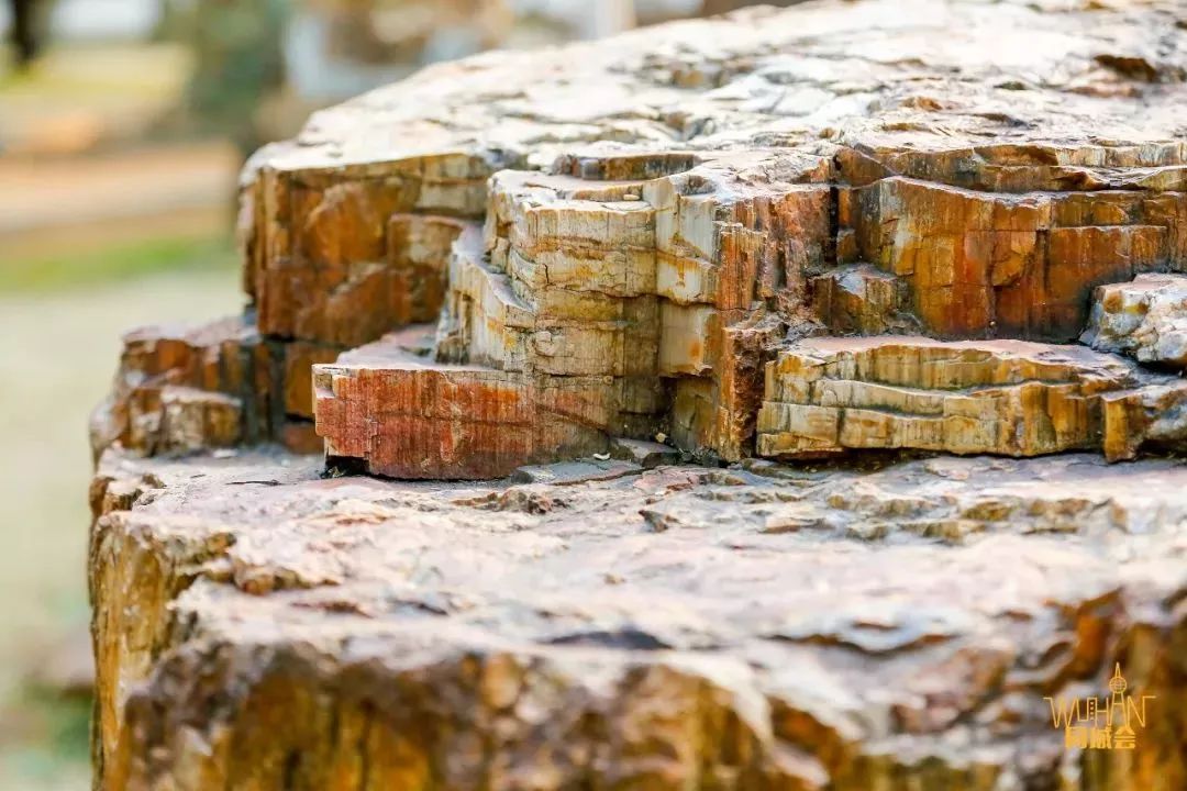 武汉地质大学南望山,武汉地质大学汉口校区