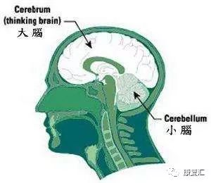 肢体不自主抖动怎么治疗,糖尿病肢体不自主抖动什么病