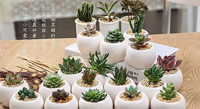 多肉植物伤害心脏,多肉植物不能养会毒害心脏吗