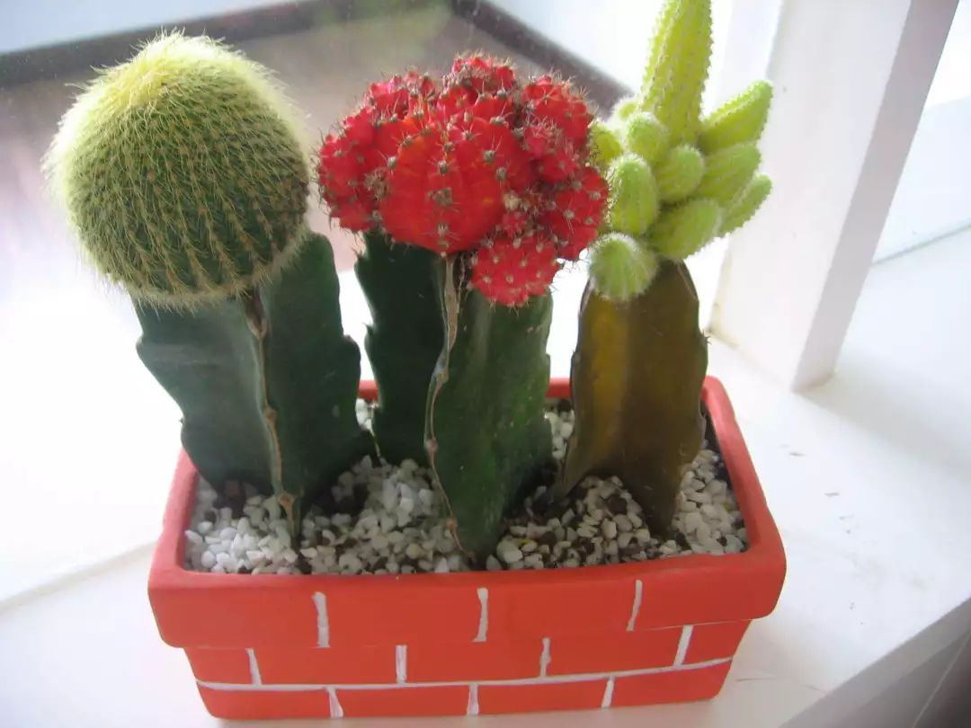 多肉植物伤害心脏,多肉植物不能养会毒害心脏吗