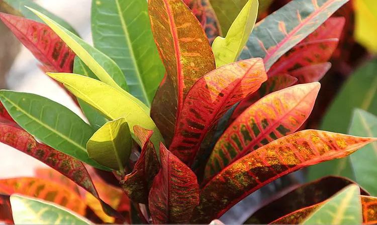 多肉植物伤害心脏,多肉植物不能养会毒害心脏吗