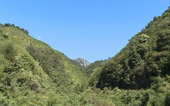 有剧毒但是又超级美味的水果,紧急提醒这种果子千万别吃