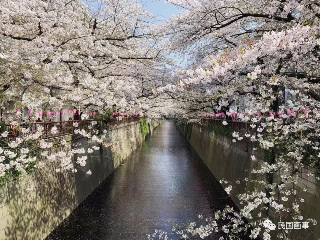 为什么要去武大看樱花,为什么要去日本看樱花