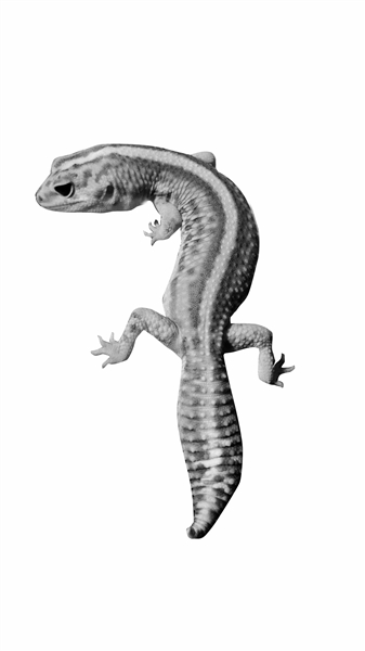 宁波宠物去哪里买便宜又好,宁波最便宜宠物