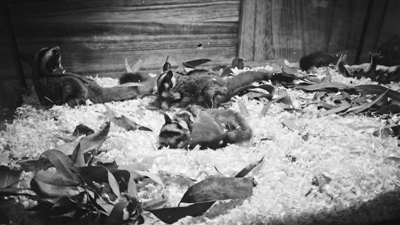 宁波宠物去哪里买便宜又好,宁波最便宜宠物