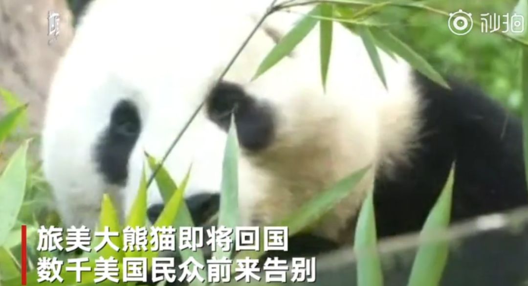 今日话题:单位食堂节假日期间对游客开放〡早安,张家界(343期)